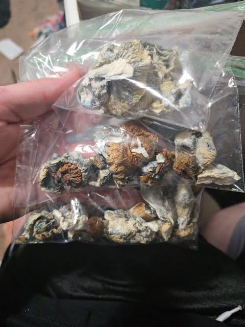 Magic Mushroom (فطر سحري)